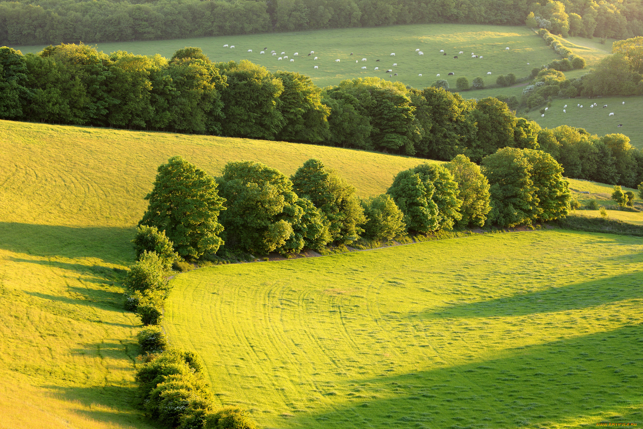 Природа 36. South downs на рабочий стол.